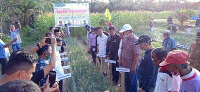 Panen Bawang, Andi Putra Bangga dengan BUMDes Pulau Komang